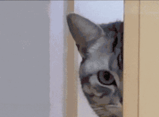 它总会把半个身子藏在门的里面,然后一脸不爽的表情看着铲屎官,用爪子