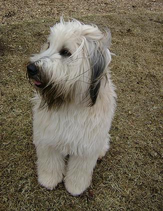 品种介绍详细特征中文名:爱尔兰软毛梗英文名:soft-coated wheaten