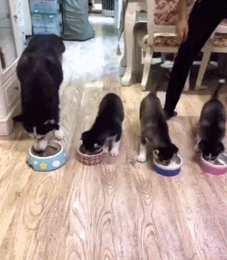 主人给哈士奇喂药吃,这手法真够黑的,狗狗表示很无奈