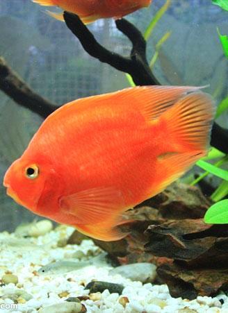 色彩艳丽的鹦鹉鱼怎么养?