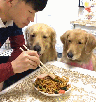 两只有原则的金毛,当着狗狗吃面可以,吃火腿可不行