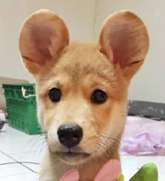 3个月柴犬小奶狗长出"米老鼠"耳朵,蠢萌可爱模样让人啼笑皆非