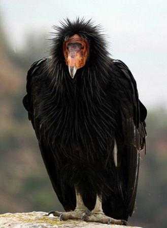 几种长相十分可怕的动物