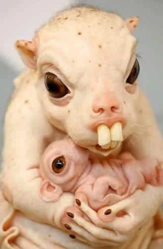 龅牙鼠?给朋友看看这么神奇的生物吧