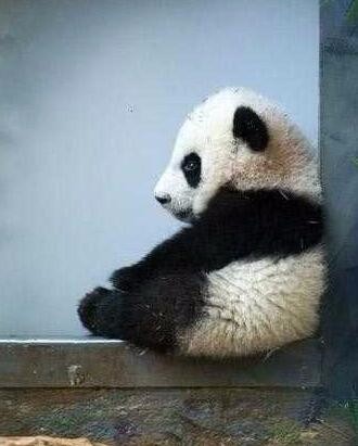 熊猫所有技能点都加在卖萌上,真的是萌哭我