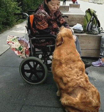 无法走路的奶奶带狗狗去玩,金毛寸步不离守护在身边!