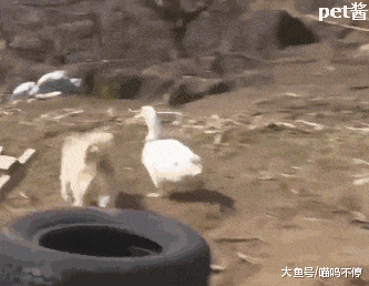 小鸭子爱上了一只狗狗, 每天都在追逐爱情的脚步, 脚掌都被磨破了