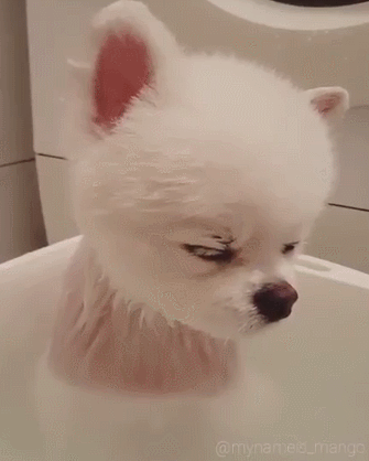 小白狗泡澡舒服到眼皮撑不住,就是可爱到心跳停止!