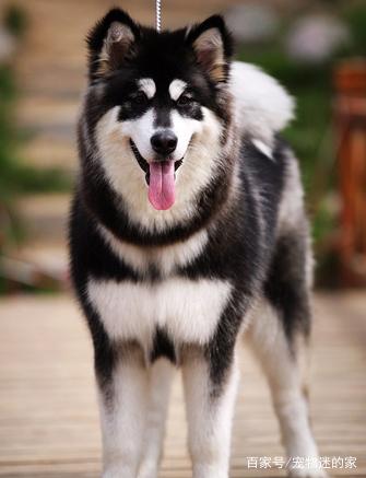 表姐说她花了200块淘到了一只纯种阿拉斯加,见到狗时我沉默了