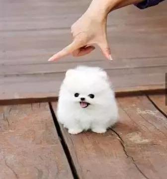 最近很火的表情包小狗