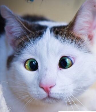 流浪猫天生斗鸡眼,呆萌表情让它成网红!