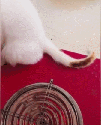 猫咪放尾巴到炉子上烤火,喵了一眼尾巴,味道变糊了!