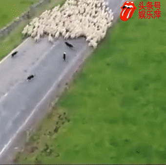 同是牧羊犬,做狗的差别怎么这么大呢|牧羊犬|羊|放羊_新浪新闻