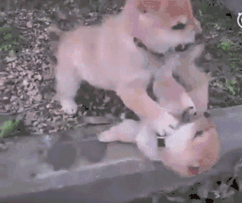 342_287gif 动态图 动图