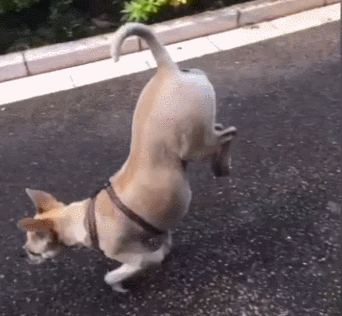 土狗并不输于品种狗,各种技能花式虐雪橇三傻