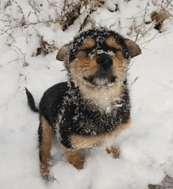 被冻僵的小狗在雪地里等待救援, 却无人过问, 它将何去何从?