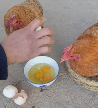 主人当母鸡的面将蛋打碎一打就是三个怀疑鸡生