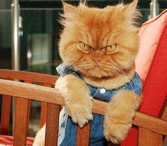 贱炸天的喵星人,简直是太坏了!