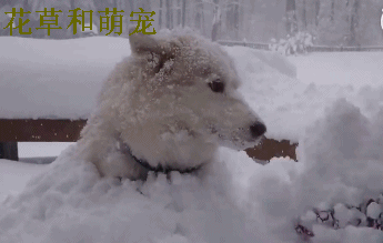 哈士奇跟主人去玩雪,二哈智商解锁,乖得简直不科学