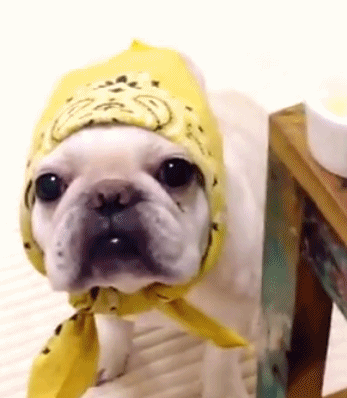 法国斗牛犬宝宝拗造型的画风果然都很蠢萌,难怪圈粉无数