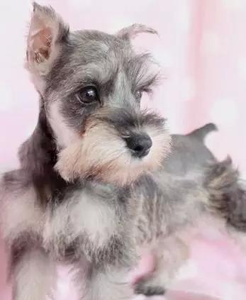 可爱小老头狗狗-雪纳瑞