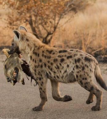 鬣狗, 比特犬, 藏獒单挑谁最厉害? 结果让人大跌