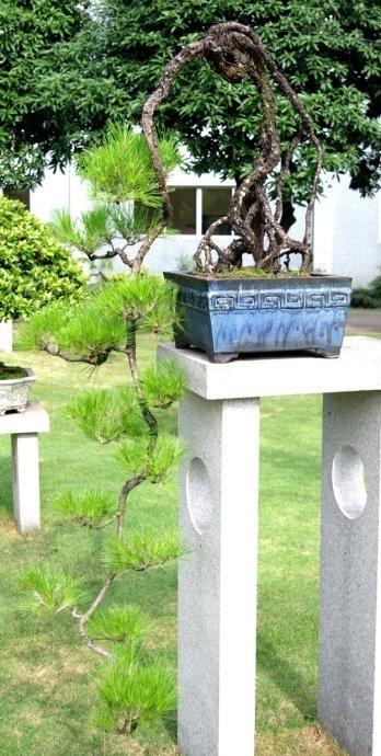 赏盆景大师韩学年作品, 品盆景精品, 开阔视野