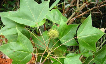 第一个:路路通,秦艽,桑枝,海风藤,橘络,苡仁.水煎服.