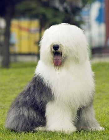 界犬种介绍之29巨型比熊古代英国牧羊犬