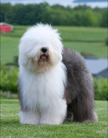 界犬种介绍之29巨型比熊古代英国牧羊犬