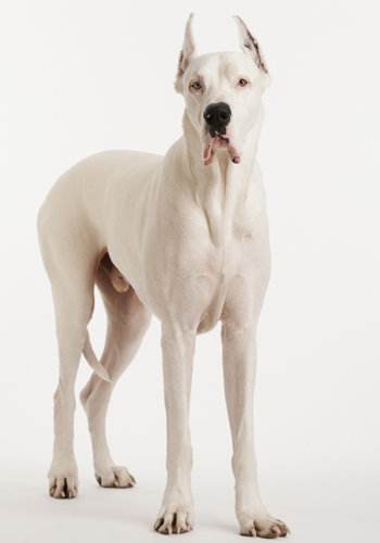 世界上体型最大品种的狗狗|大丹犬|体型|品种_新浪新闻