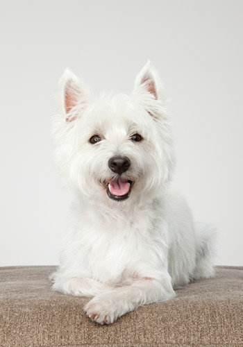 宠物小百科狗狗篇:西高地白梗