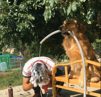 主人真的要感动哭了,家里有一只这么好的狗,太难得,等做完事后,主人