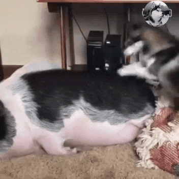 352_352gif 动态图 动图