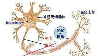 运动神经元在中医辨证论治分析