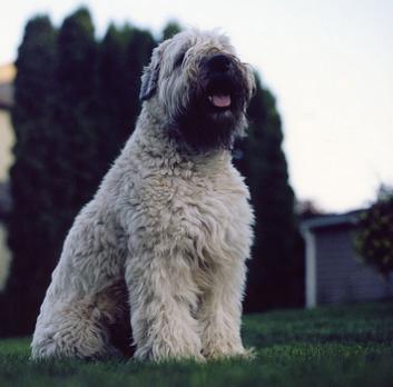 详细特征中文名:爱尔兰软毛梗英文名:soft-coated wheaten terrier