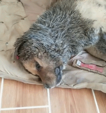 狗狗突然倒地抽搐,主人拿药来打针,及时救回小命!