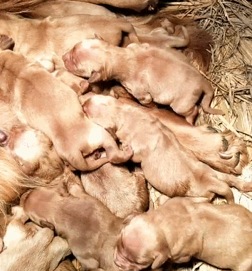 狗妈生17只小狗,堪称狗界的母猪,喂奶都要分三批!