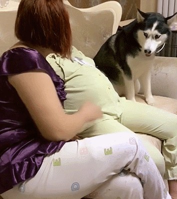 女主人怀孕后期,哈士奇认为自己是爸爸不让任何人去摸,表情亮了