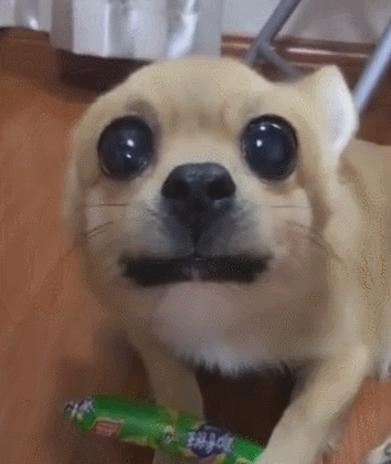 狗狗护食对主人龇牙,拿它食物就咬人