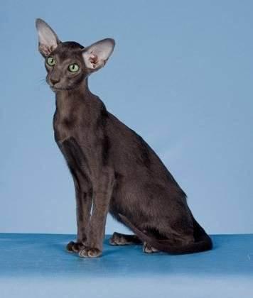 扒一扒世界上最稀有的猫咪品种 居然还有无尾猫!