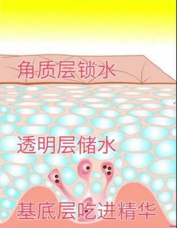 到我们脸上肌肤的不同深度和层次,基底层会吃进去精华,透明层则会储水