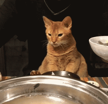 管管喵星人的餐桌礼仪|食物|猫咪|喵星人_新浪新闻