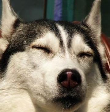 二哈碰撞小柴犬,傻傻联手二到无极限