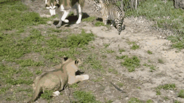 360_202gif 动态图 动图