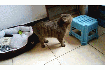 360_240gif 动态图 动图