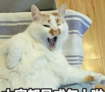 魔性表情包楼楼已抵达喵星球网友不应当你只是一只小猫咪