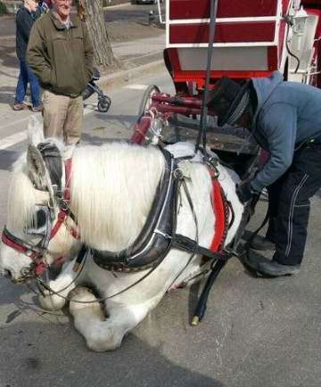 这白马成精了,上班时间居然耍起无赖罢工|白马|罢工|车子_新浪新闻