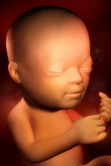 你的宝宝几周了, 胎儿1-42周超详细发育图, 准妈妈收藏了