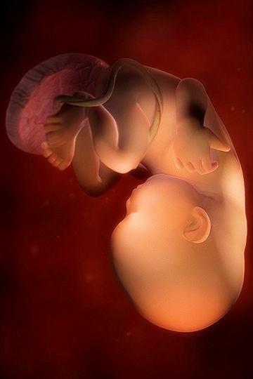 你的宝宝几周了, 胎儿1-42周超详细发育图, 准妈妈收藏了